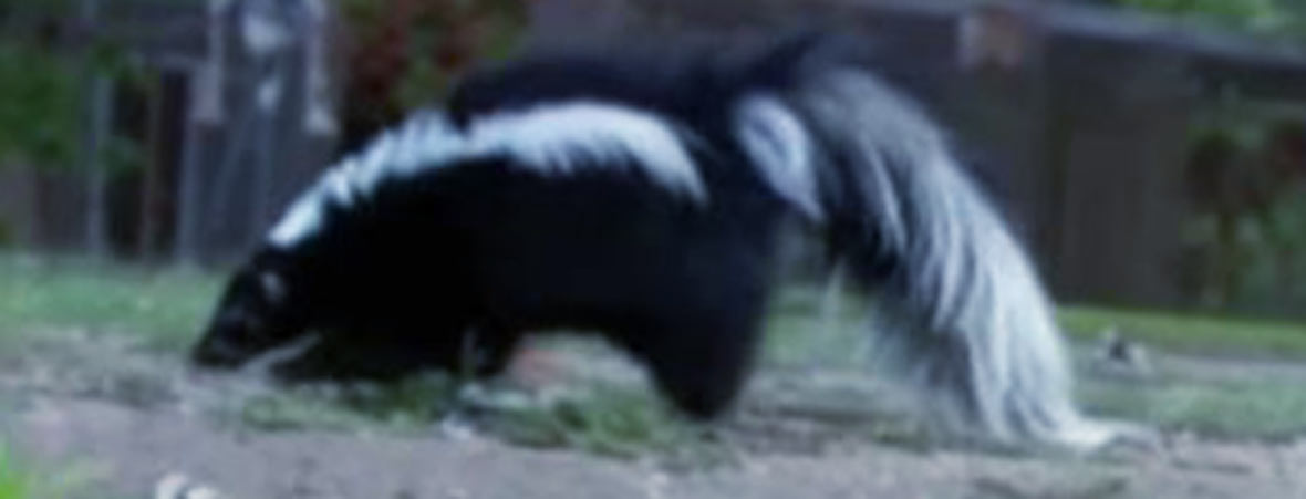 skunks spraying